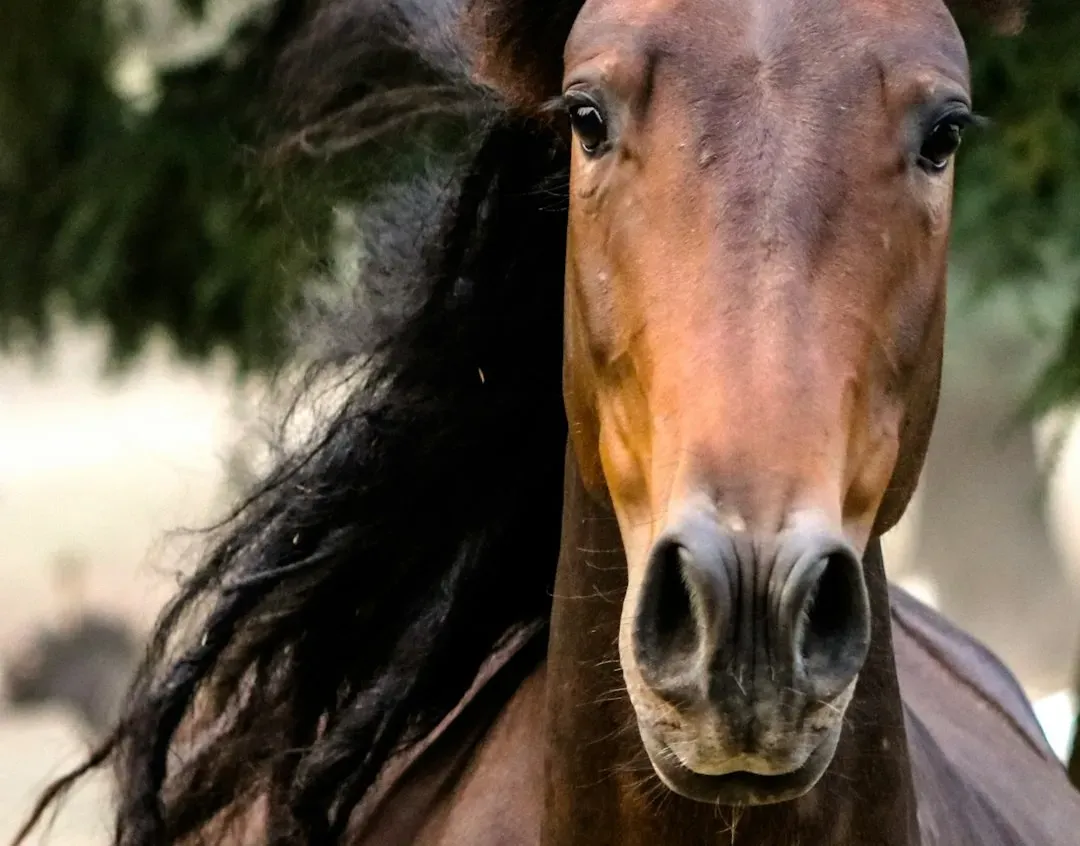The Godfather's horse head and a prop that was not a prop (Image Credits: Unsplash)