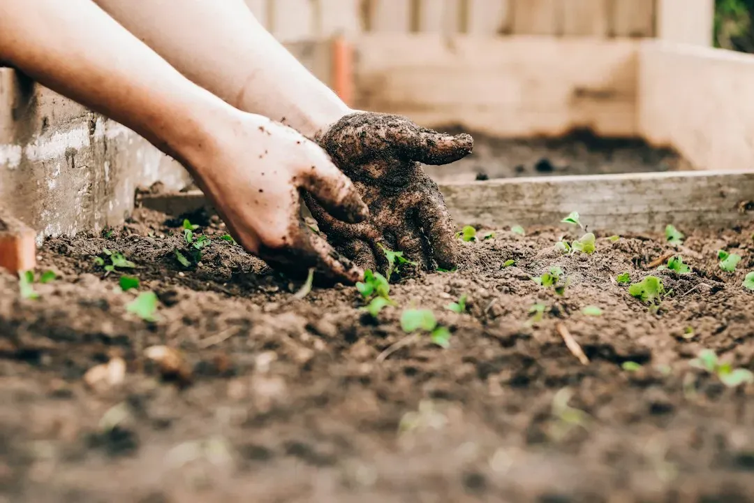 Growing a Few Vegetables at Home (Image Credits: Unsplash)