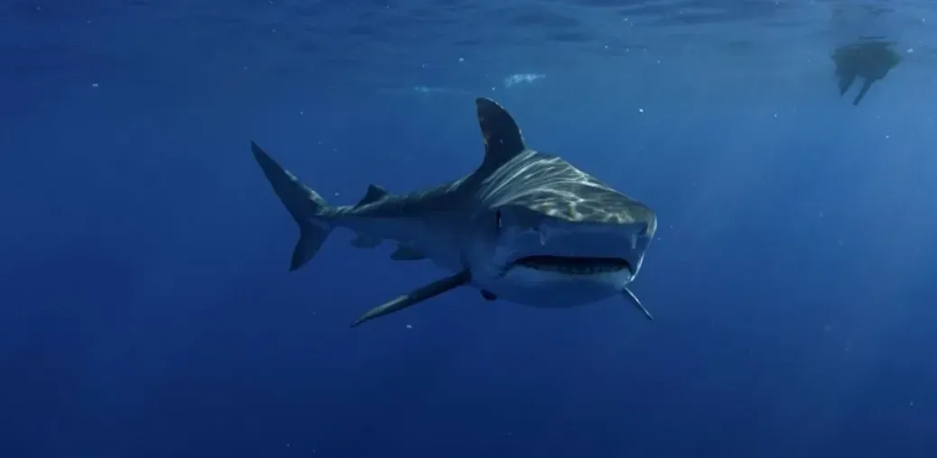 Jaws (1974): Paul Bacon's shark that almost wasn't (Image Credits: Unsplash)