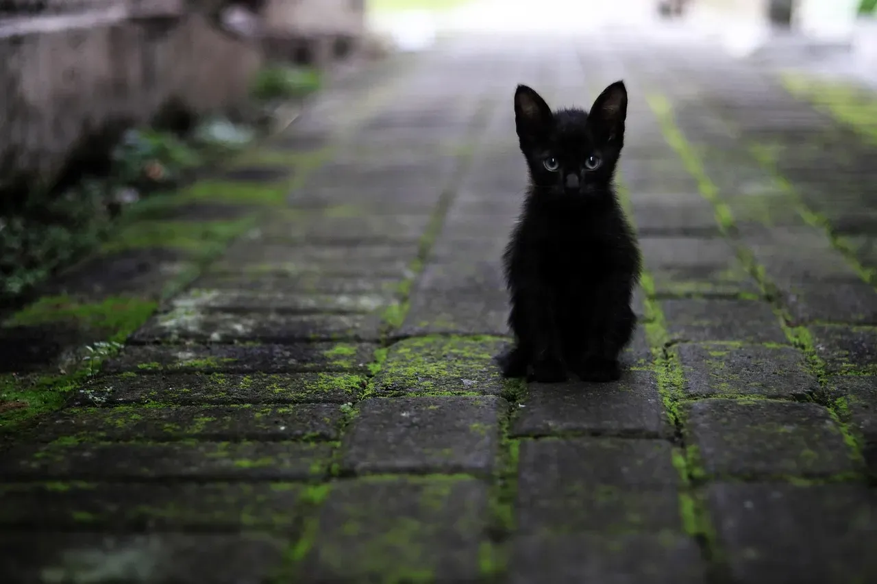 5. Black Cats Crossing Your Path (Image Credits: Pixabay)
