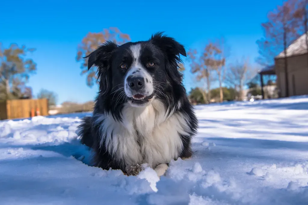 The Attention-Seeking Stare: "Notice Me, Please" (capt_tain Tom, Flickr, CC BY 2.0)