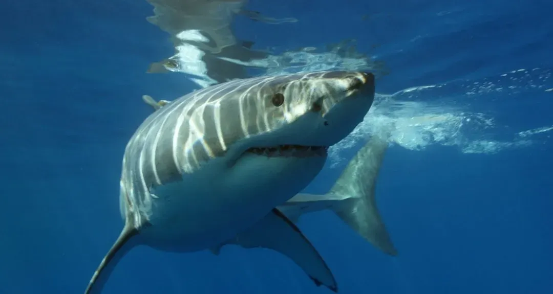 Jaws (1975): When the Shark Refused to Cooperate (Image Credits: Unsplash)