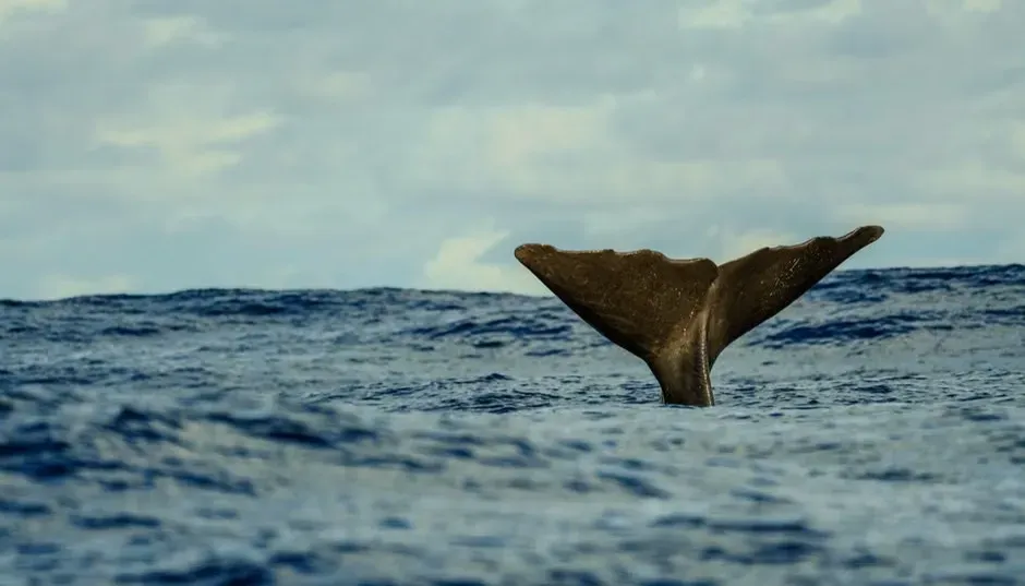 Whalefall by Daniel Kraus (Image Credits: Pexels)