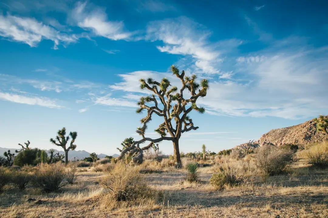 Conclusion: The Mojave Math Is Changing (Image Credits: Unsplash)