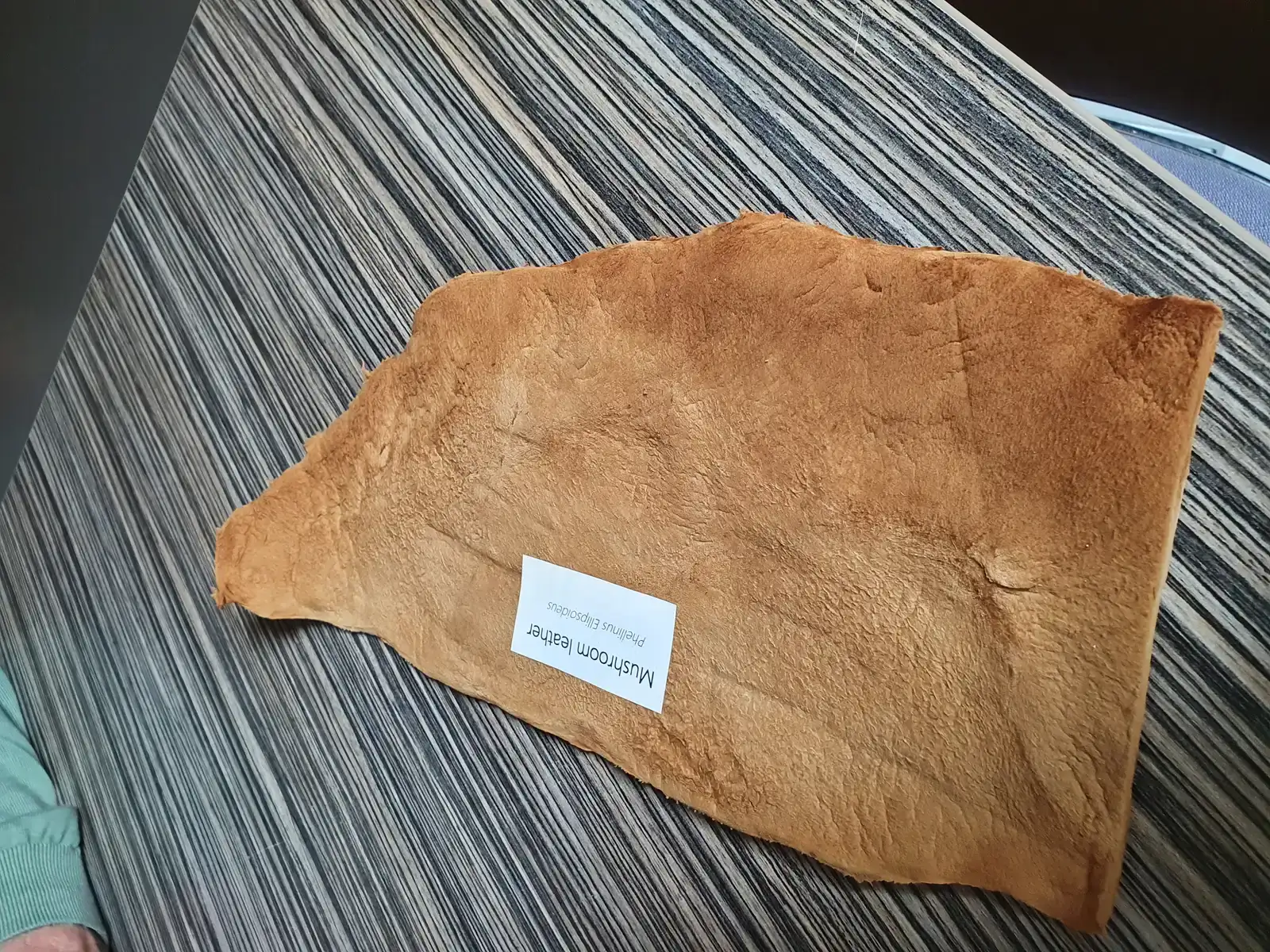 Mushroom Leather (Image Credits: Wikimedia)