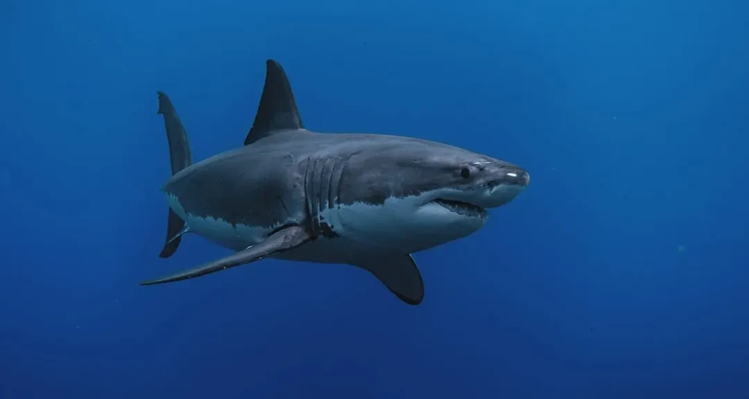 1. Jaws (1975) (Image Credits: Unsplash)