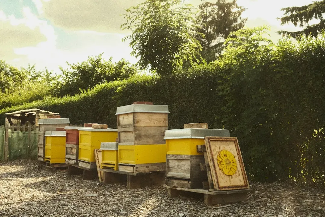 Sue Monk Kidd's Debut Buzz (Image Credits: Unsplash)