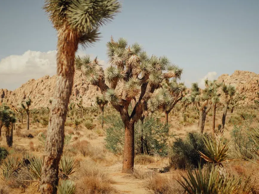 Adaptation, Research, and What the Desert Can Still Offer (Image Credits: Pexels)
