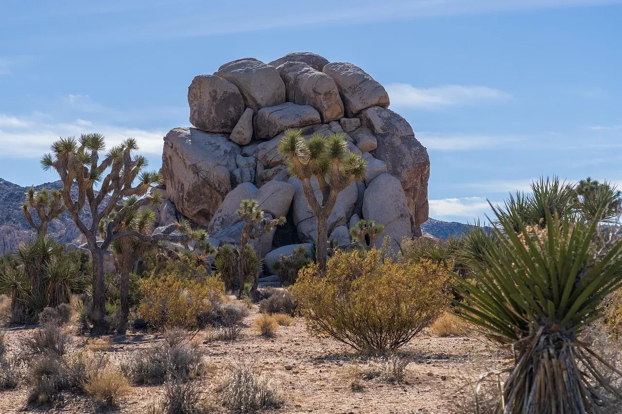 Joshua Trees: The Desert's Iconic Canary (Image Credits: Pixabay)