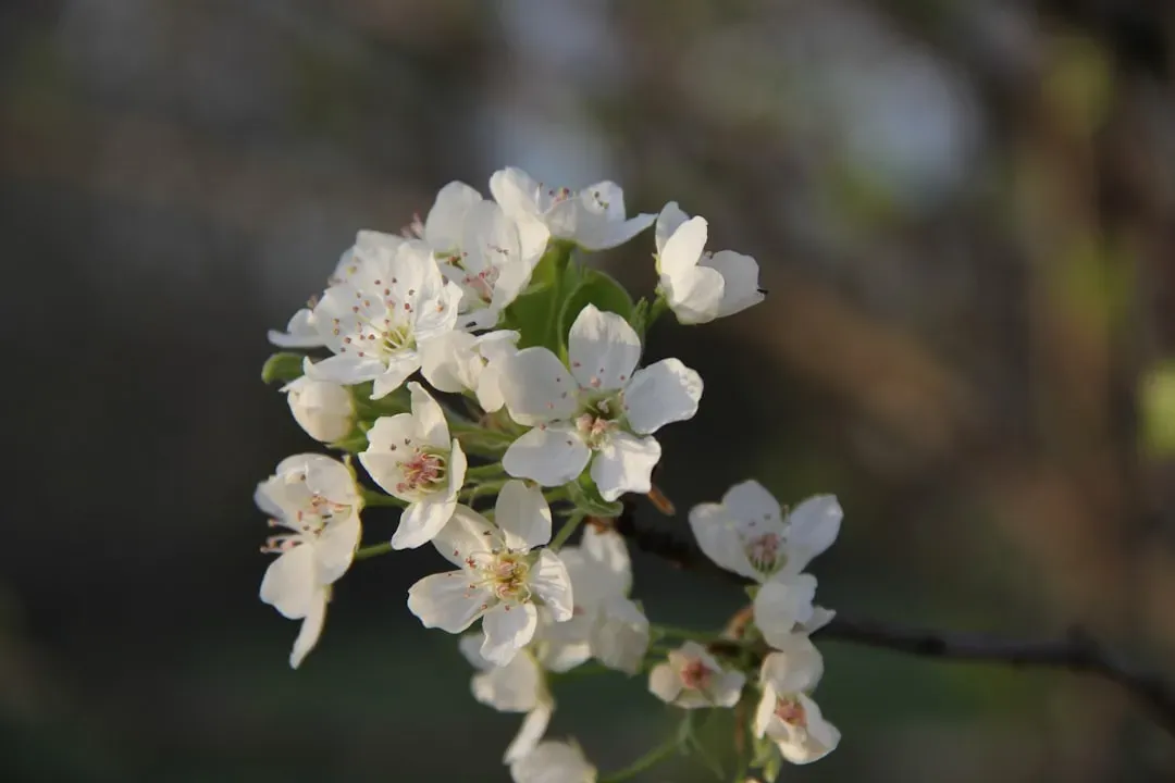 Bradford Pears: The Tree Everyone Planted and Now Regrets (Image Credits: Unsplash)
