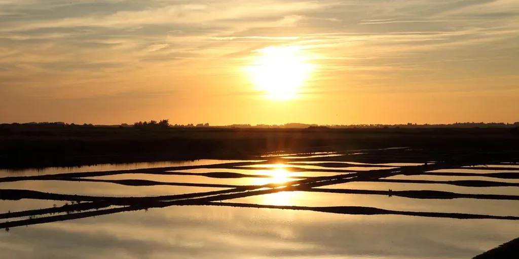 2. Where the Crawdads Sing by Delia Owens - Perfect for Coastal Summer Scenery (Image Credits: Pixabay)