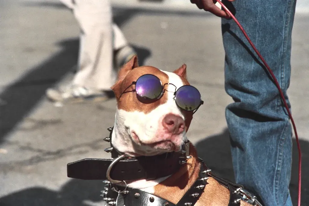 10. Doggles (Alan Light, Flickr, CC BY 2.0)