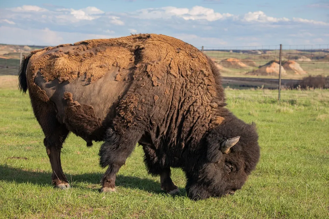 North Dakota: The State That's Actually Doing It (Image Credits: Pixabay)