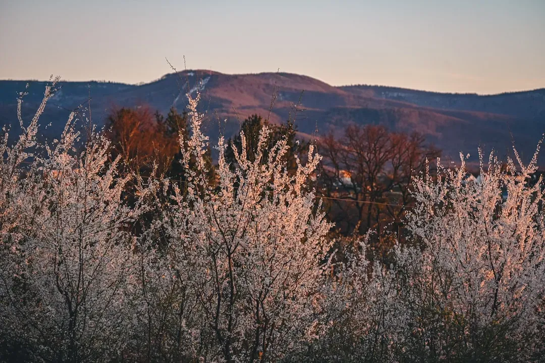 Spring Mountain Road: Chinatown's Nightlife Corridor (Image Credits: Unsplash)