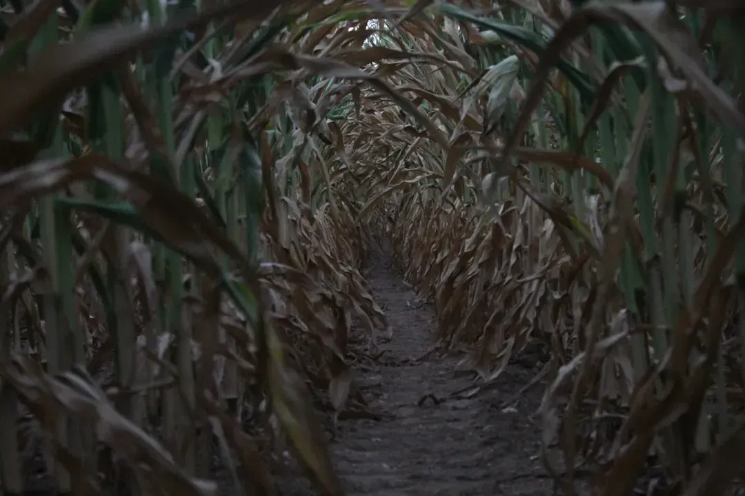 Interstellar's Cornfield Was Real, and Nolan Actually Sold the Corn (Image Credits: Unsplash)