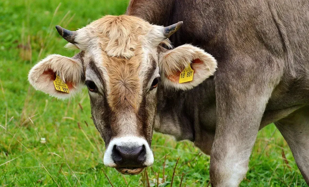 8. Warfarin from a Cow Field: An Agricultural Mystery That Saved Human Hearts (Image Credits: Pixabay)