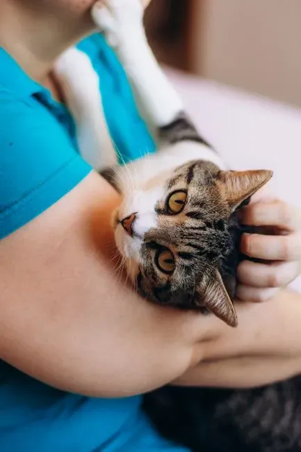 What Research Says About Cat Attachment (Image Credits: Pexels)
