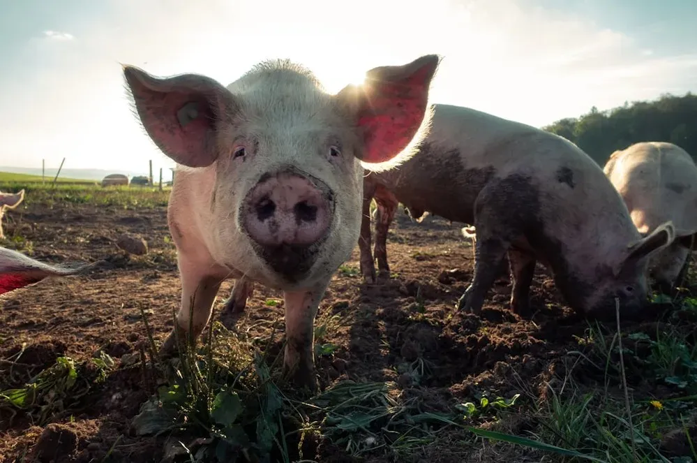 4. The Pig War (1859) (Image Credits: Unsplash)