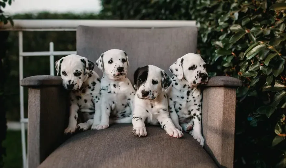 The Hundred and One Dalmatians by Dodie Smith (Image Credits: Pexels)