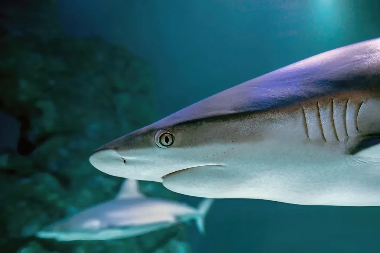 Jaws and the Boat That Wasn't Big Enough (Image Credits: Pixabay)