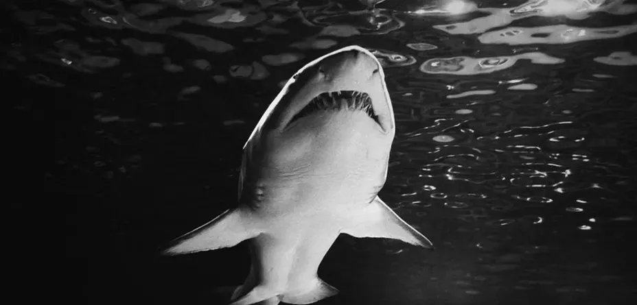 2. Jaws (Image Credits: Pexels)
