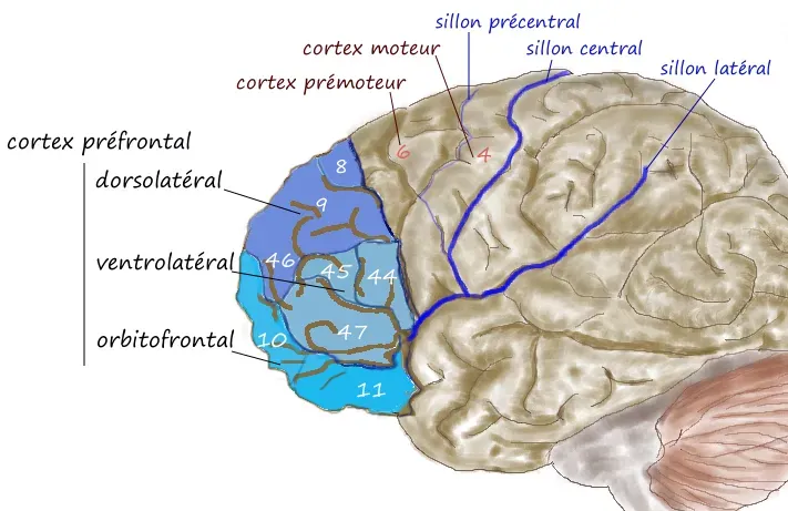 What Executive Function Actually Is (and Why It Matters More Than Ever) (By Pancrat, CC BY-SA 3.0)