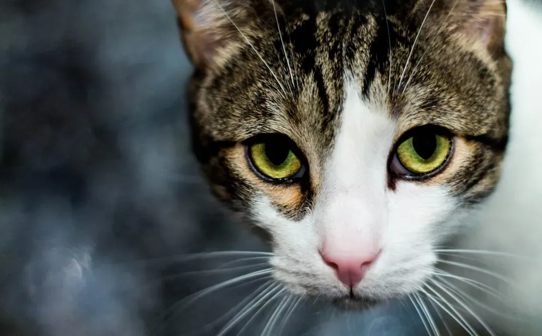 5. Cat Hair DNA Exposes a Killer in England (Image Credits: Unsplash)