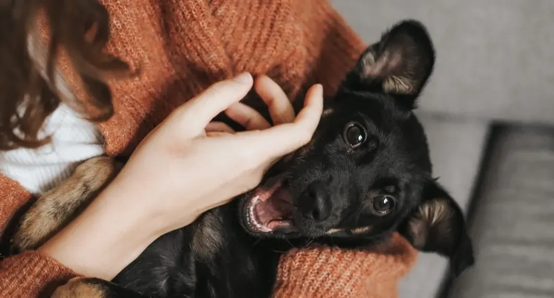 Separation Anxiety Is a Different, More Serious Story (Image Credits: Unsplash)