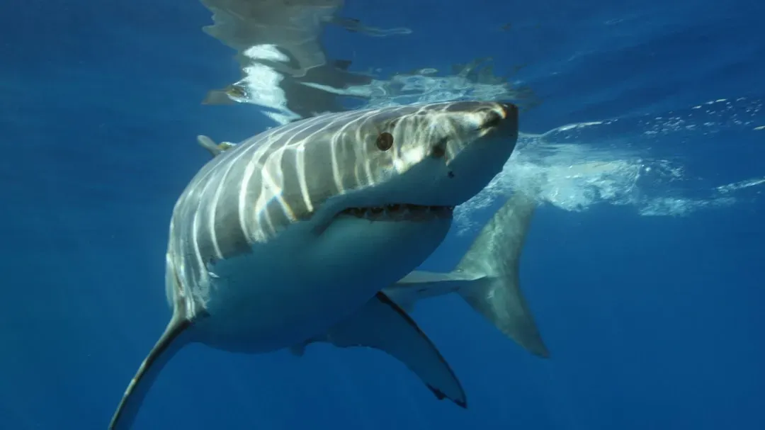 1. Jaws (1975) – "You're gonna need a bigger boat" (Image Credits: Unsplash)