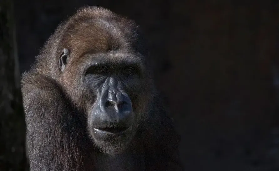 10. Dawn of the Planet of the Apes (2014) (Image Credits: Pexels)