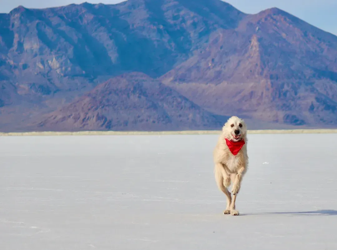 Practical Realities: Heat, Costs, and Daily Life With a Dog in Vegas (Image Credits: Unsplash)