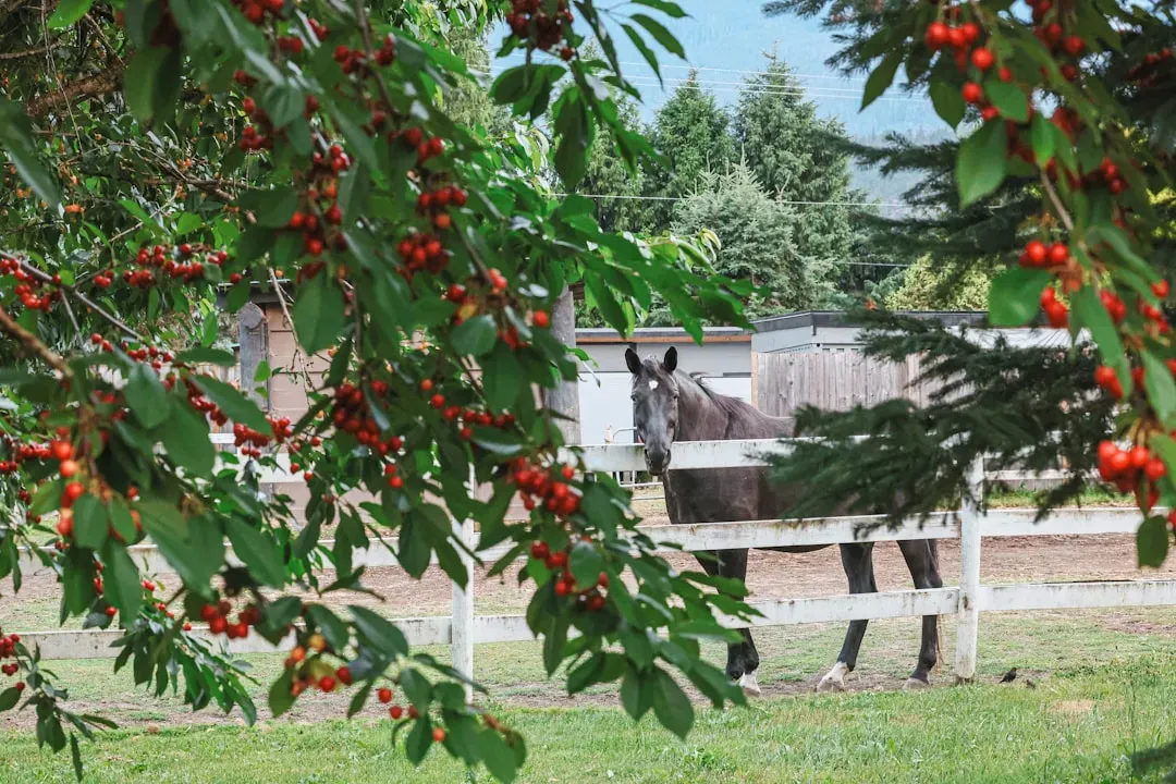 10. Tom Lake by Ann Patchett (Image Credits: Unsplash)