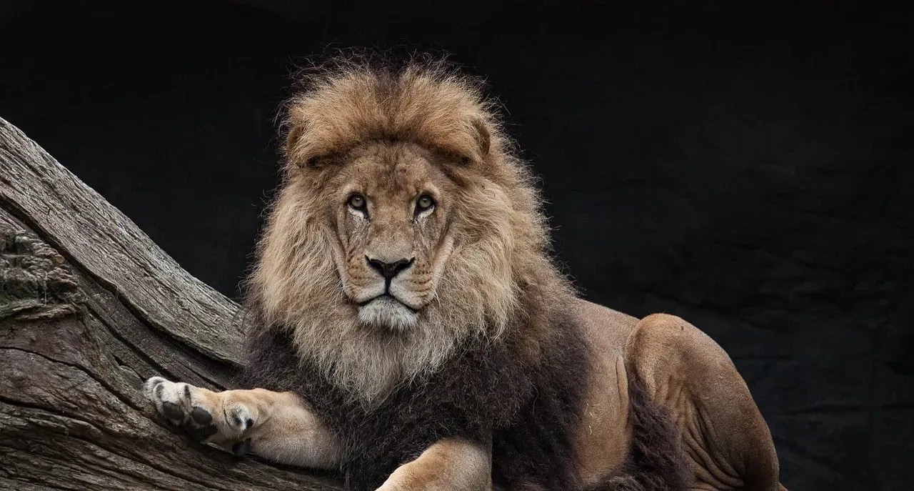 The Lion King (1994) (Image Credits: Pixabay)