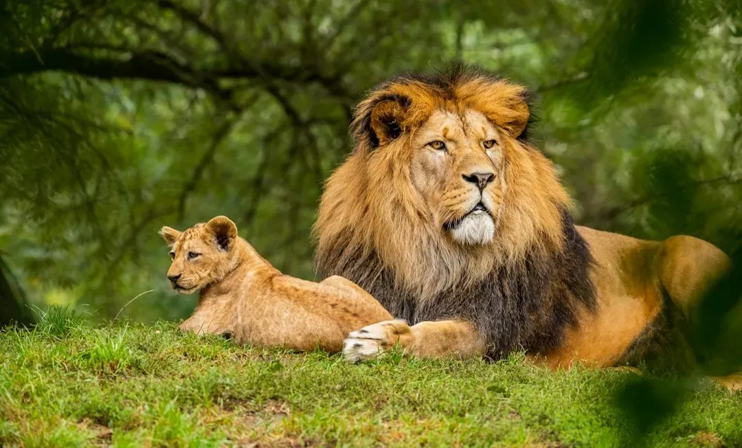 1. The Lion King (2019) (Image Credits: Unsplash)