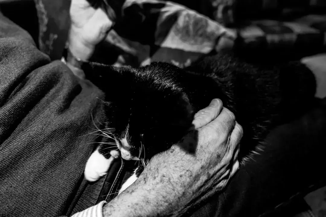 The Godfather's Stray Cat That Stole the Whole Film (Image Credits: Unsplash)