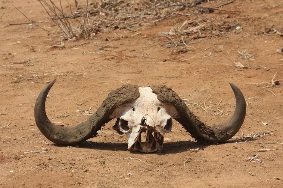 7. Butcher's Crossing by John Williams (1960) (Image Credits: Pexels)