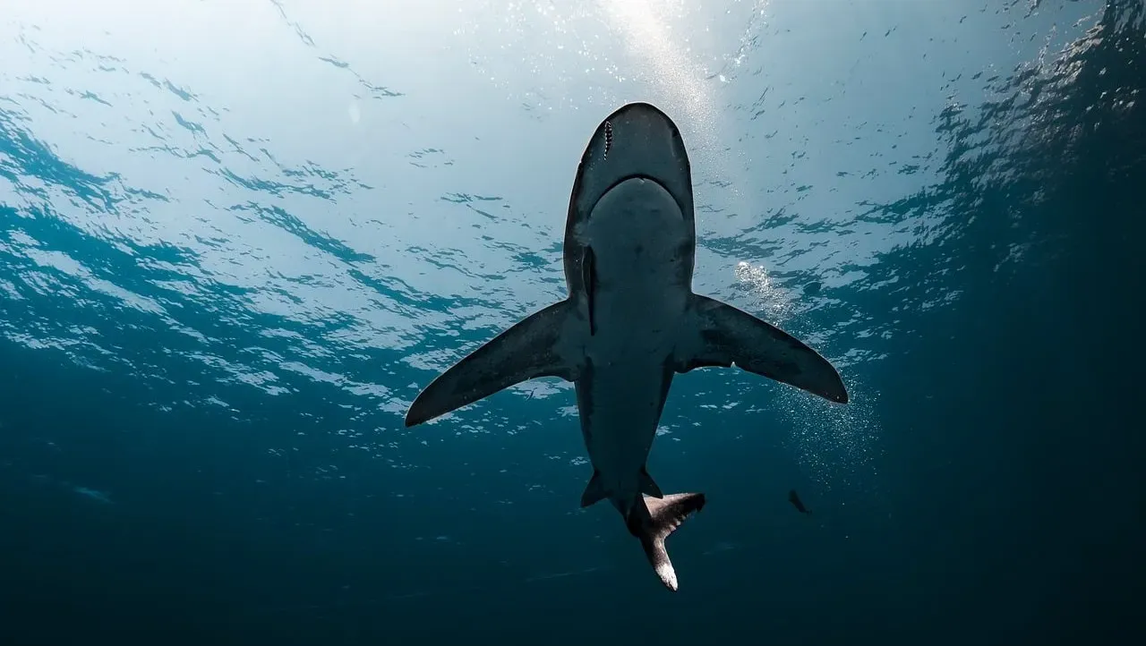 Jaws (1975) (Image Credits: Pixabay)