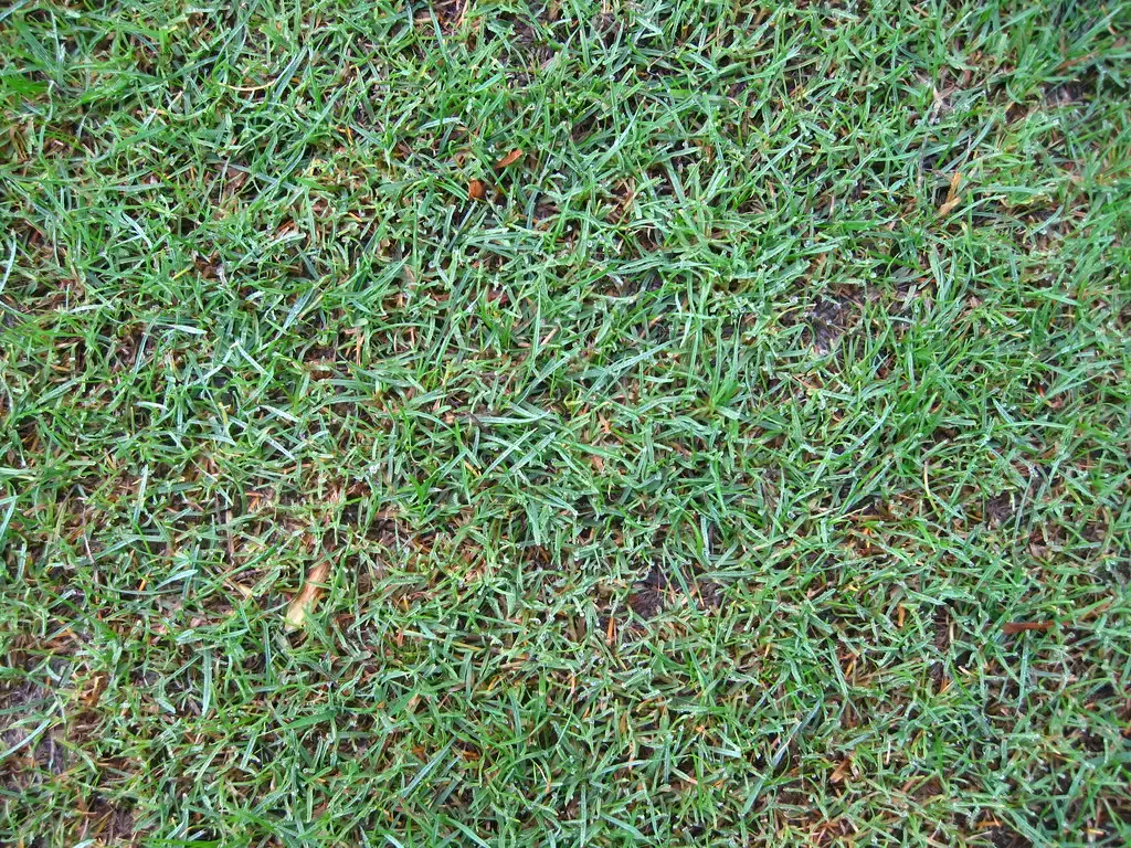 Nevada's Grass Ban: The Law That Sparked a Movement (surtr, Flickr, CC BY-SA 2.0)