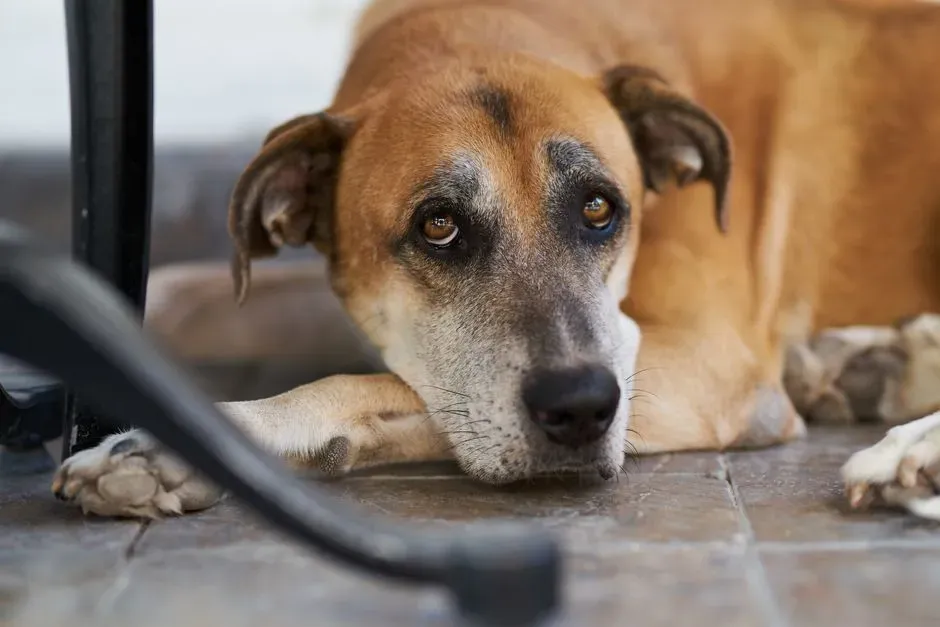 The "I Want Something" Stare: Food, Walks, and Requests (Image Credits: Pexels)