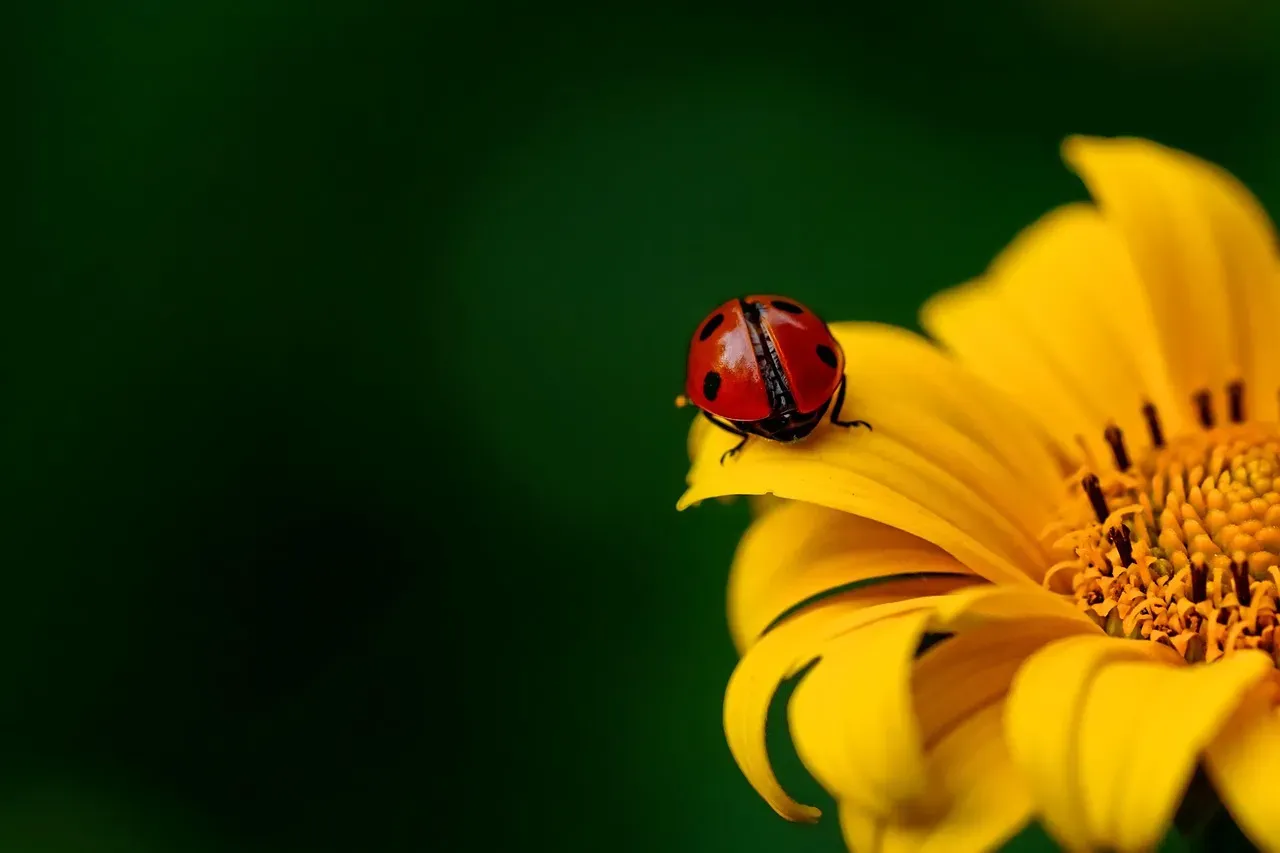 16. Ladybird, Ladybird, Fly Away Home (Image Credits: Pixabay)