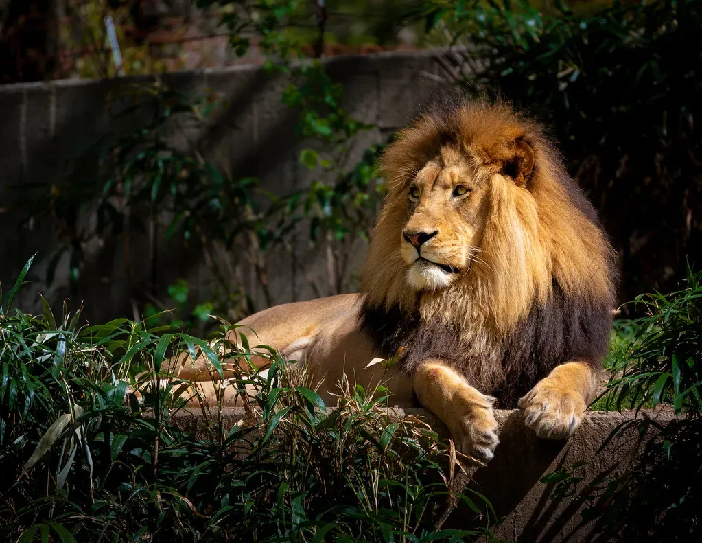 9. The Lion King (2019) (John Brighenti, Flickr, CC BY 2.0)