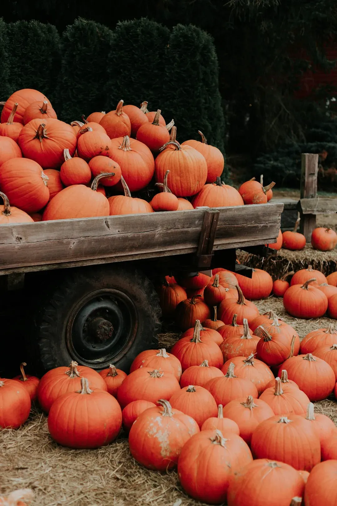 Corn Mazes and Pumpkin Patches (Image Credits: Unsplash)