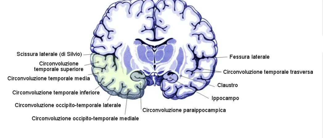3. The Brain Science Behind Why It Works (Image Credits: Wikimedia)