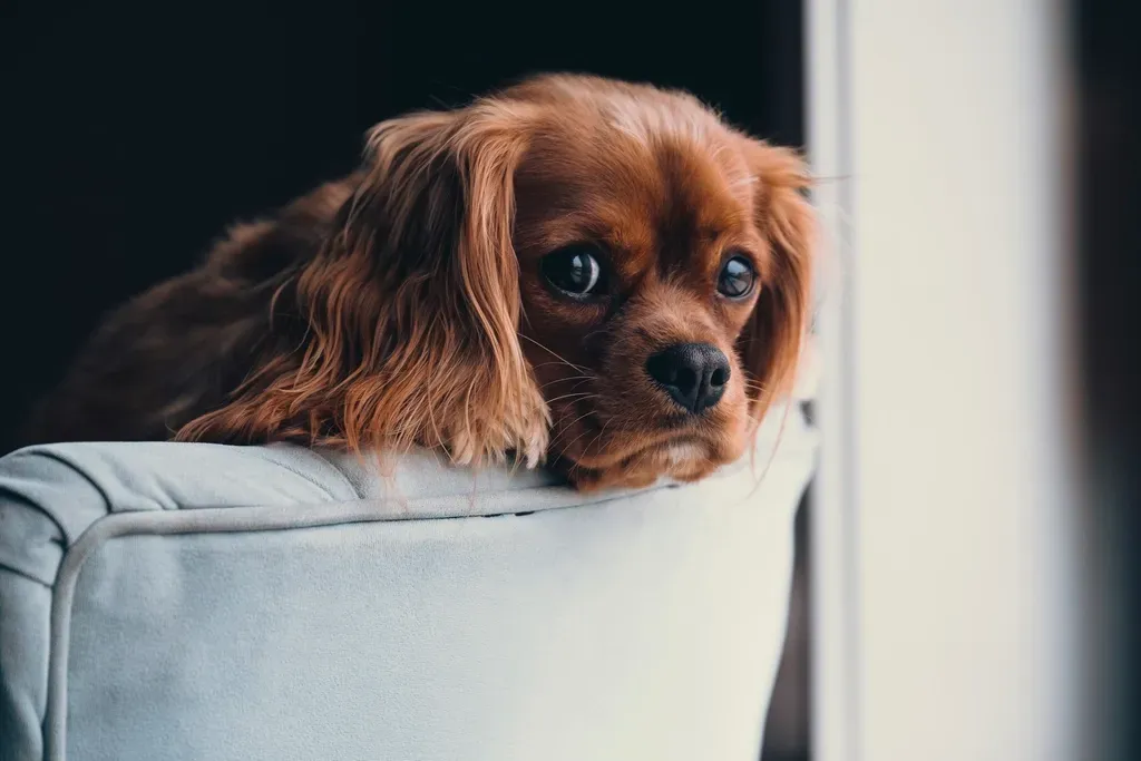 8. Cocker Spaniel (Image Credits: Rawpixel)