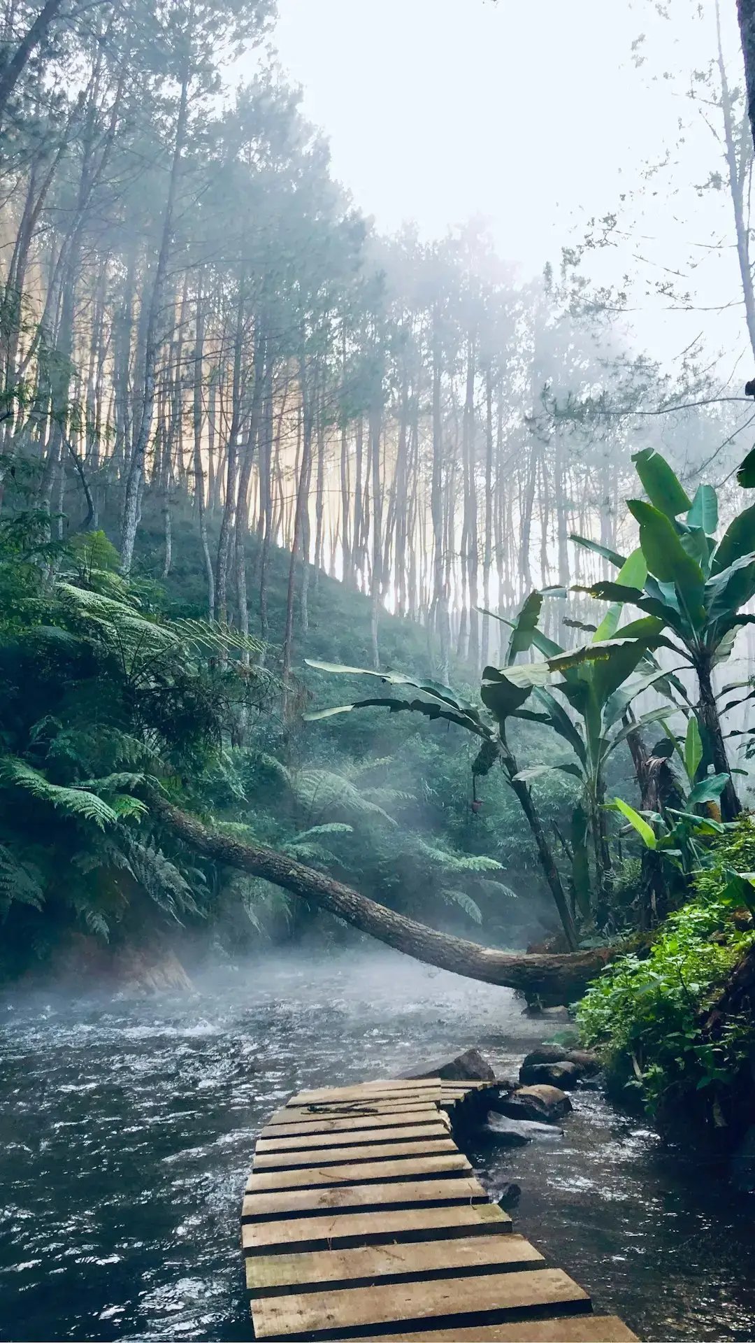 Lost: An Eye Opens in the Jungle (Image Credits: Unsplash)