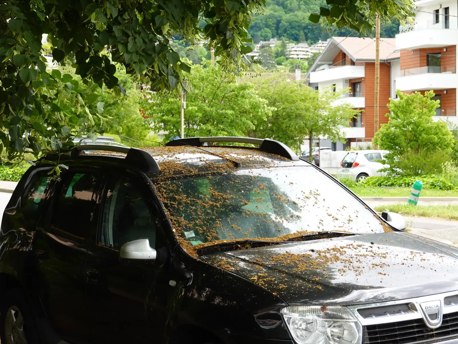 6. Pollen on a Killer's Car Solves the Soham Murders (Pollen on car @ Annecy, CC BY 2.0)
