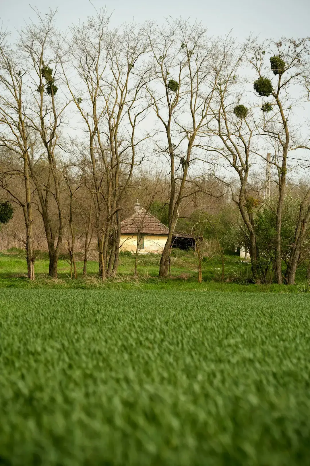 6. The Kinks – The Kinks Are the Village Green Preservation Society (1968) (Image Credits: Unsplash)