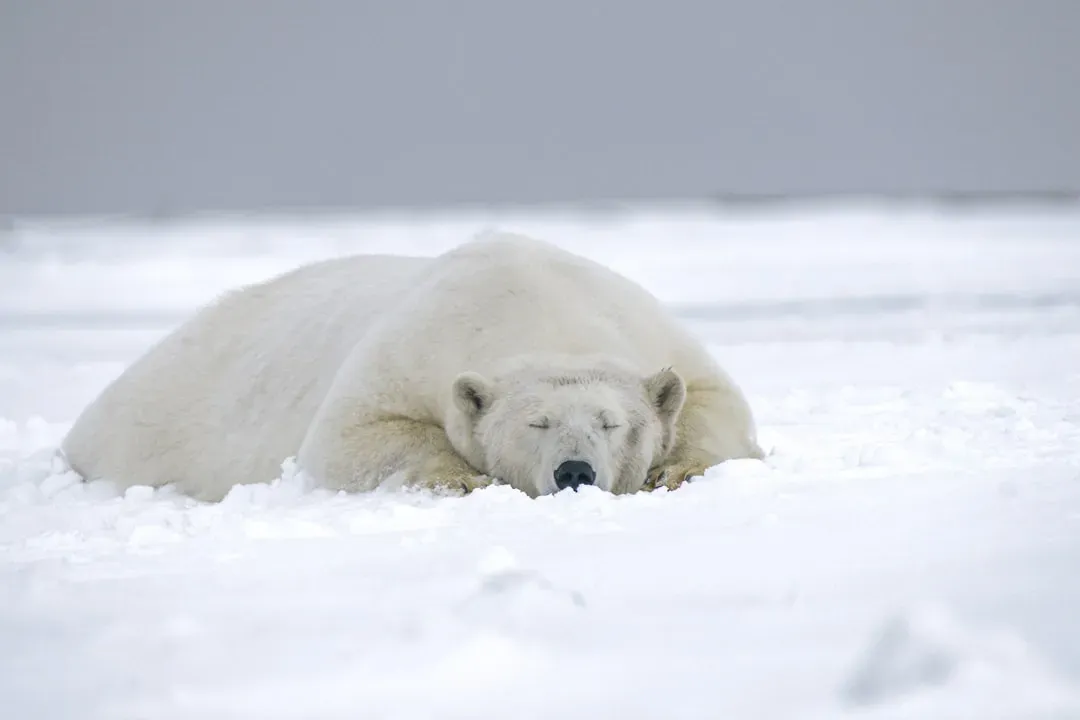 It's Illegal to Wake a Sleeping Bear to Take a Photo in Alaska (Image Credits: Unsplash)