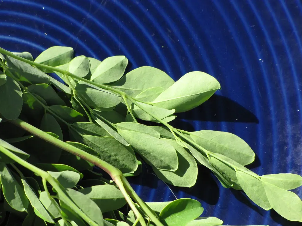 Moringa: The Miracle Tree Goes Mainstream (Image Credits: Flickr)