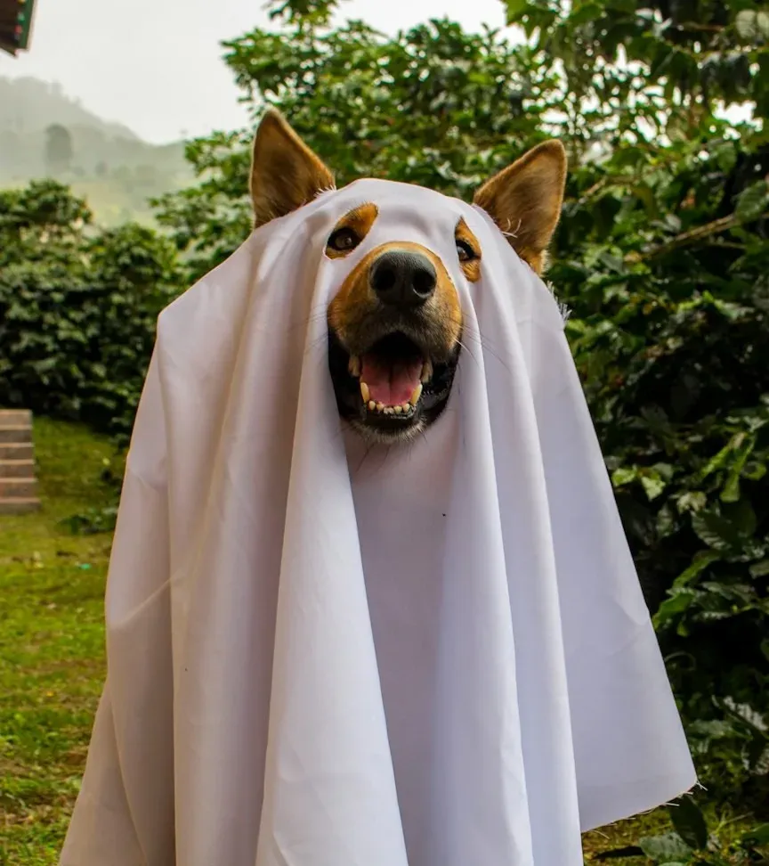 7. "Toga! Toga!" – Animal House (1978) (Image Credits: Unsplash)